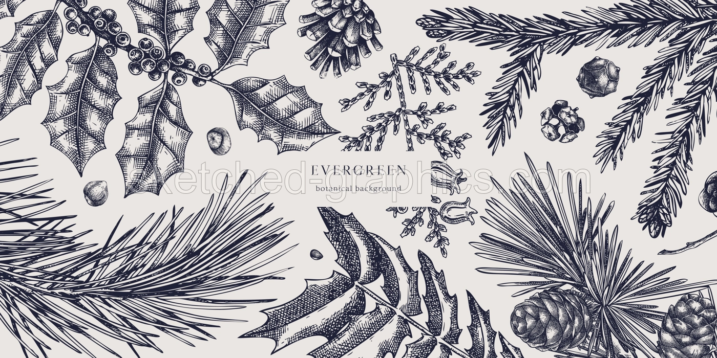 Christmas background. Vector frame with hand drawn conifers sketch - cypress, fir, spruce, pine, holly, larch, yew. Vintage design for Christmas decoration. Winter trees botanical illustration Illustration